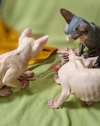 3 Gattini Canadian Sphynx con PEDIGREE Maschietti