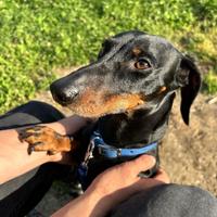 Bassotto nano per monta