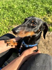 Bassotto nano per monta