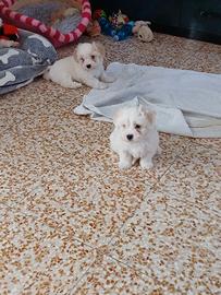 Maltese
