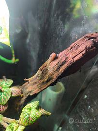 Gechi Lepidodactylus lugubris