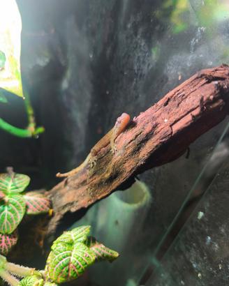 Gechi Lepidodactylus lugubris