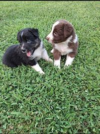Cuccioli border collie 2 femmine e 3 maschietti