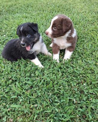 Cuccioli border collie 2 femmine e 3 maschietti