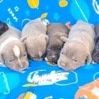 Staffordshire bull Terrier