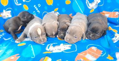 Staffordshire bull Terrier