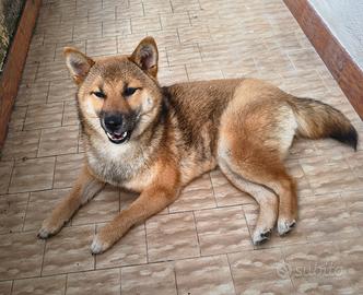 Shiba Inu femmina