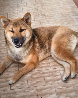 Shiba Inu femmina