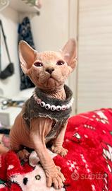 Cuccioli di Sphynx