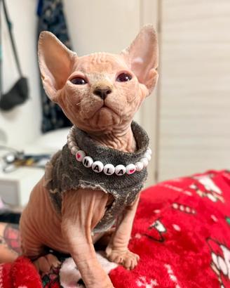 Cuccioli di Sphynx
