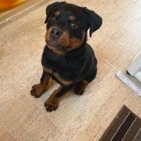 Cucciolo rottweiler