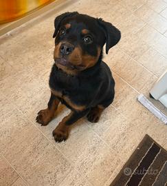Cucciolo rottweiler
