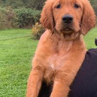 Cucciolo selezionato di golden retriever