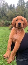 Cucciolo selezionato di golden retriever