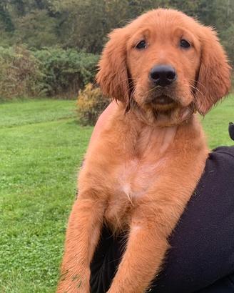 Cucciolo selezionato di golden retriever