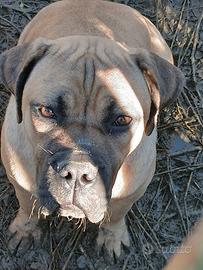 Cane corso fulvo