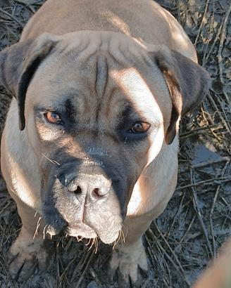 Cane corso fulvo