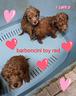 cuccioli-barboncino-toy-formula-vacanze-libere-
