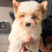 Yorkshire biewer terrier golddust femmina