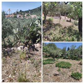 Terreno con uliveto Orosei