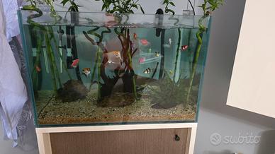 aquario 