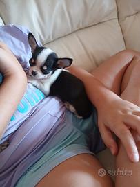 Chihuahua mini toy