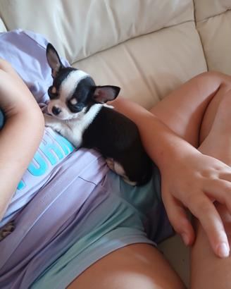 Chihuahua mini toy