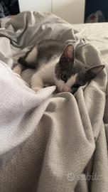 Cucciola di gatta dolcissima