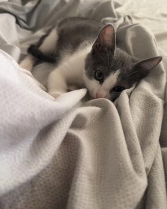 Cucciola di gatta dolcissima