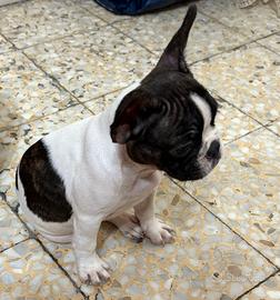 Cucciola di bulldog francese