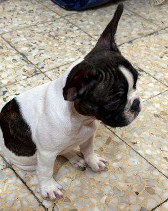 Cucciola di bulldog francese