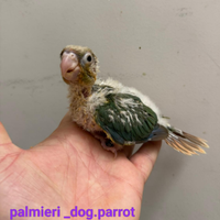 Pappagalli imbeccati a mano