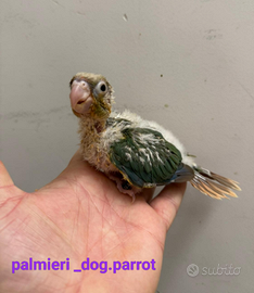 Pappagalli imbeccati a mano