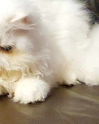 Disponibili gatti persiani ipertipici