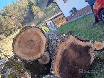 TRONCHI DI NOCE NOSTRANO