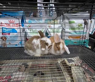 Conigli ariete minilop