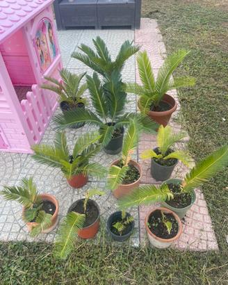 10 cycas varie misure