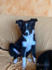 Cucciolo border collie