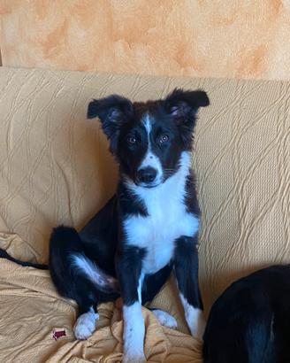 Cucciolo border collie