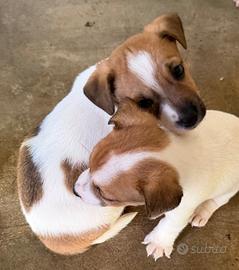 Cuccioli jack russell