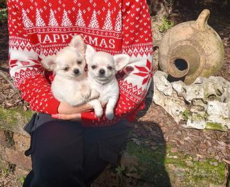 Chihuahua cuccioli