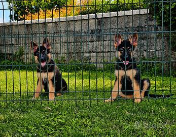 Cucciole pastore tedesco nero focato con pedigree