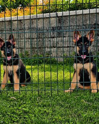 Cucciole pastore tedesco nero focato con pedigree