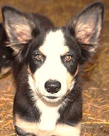 Border collie cucciola