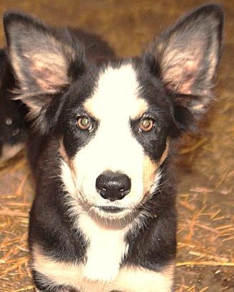 Border collie cucciola