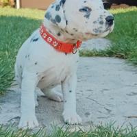 Femmina dalmata udente bilaterale