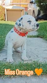 Femmina dalmata udente bilaterale