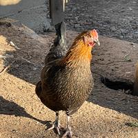 Olive egger easter egger