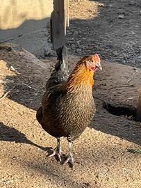 Olive egger easter egger