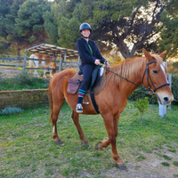 Mezza fida cavalla anglo araba